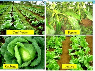 Cauliflower     Pepper




Cabbage           Lettuce
                             10
 