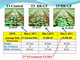 T1 Control            T3 RR-CF               T5 RR-GP




    22 DAT              22 DAT                      22 DAT

    DATE         May 3, 2011     May 3,2011     May 3, 2011
 Average Rate T1 Control Plot    T3 RR-CF        T5 RR-GP
  Dimension
Height            9.7 cm           8.7cm          10 cm
No. of leaves        5                5             5
Width of leaves   4.5 cm           4.7 cm         6 cm


                2nd GP treatment 5/3/2011                     7
 