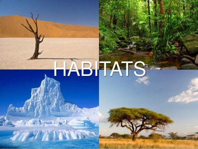 Slideshare Habitat