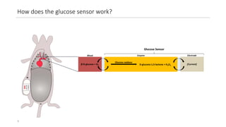 Continuous Glucose Monitoring and Glycemic Variability in Pregnancy | PDF