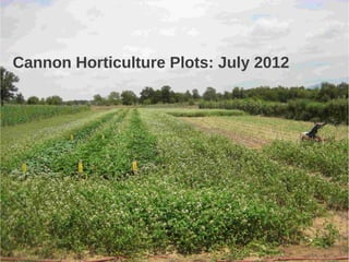 Cannon Horticulture Plots: July 2012
 
