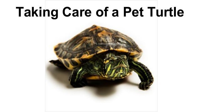 pet turtle care