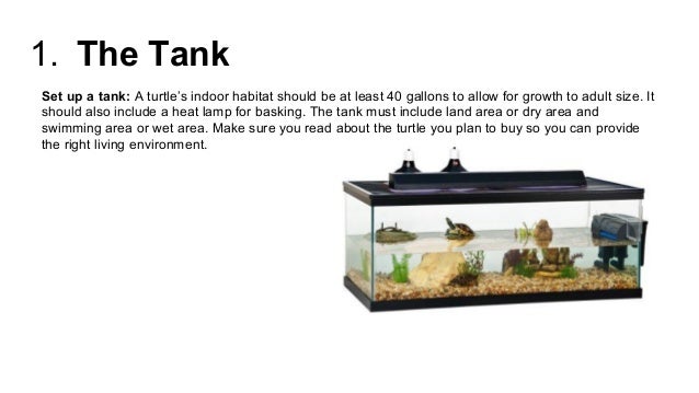pet turtle care