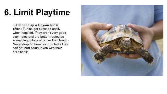 How to take care of pet turtle
