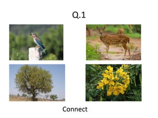 Q.1
Connect
 