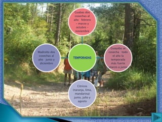 Guabas dos
cosechas al
año febrero
- marzo y
octubre -
noviembre
Guayaba se
cosecha todo
el año la
temporada
más fuerte
marzo a junio
Cítricos
(naranja, lima,
mandarina)
junio, julio y
agosto
Madroño dos
cosechas al
año junio y
diciembre
7Comunidad de Gualchán
 