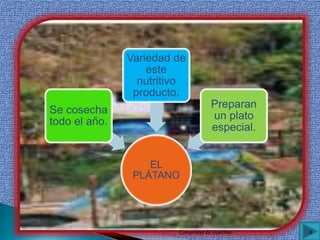 EL
PLÁTANO
Se cosecha
todo el año.
Variedad de
este
nutritivo
producto.
Preparan
un plato
especial.
8Comunidad de Gualchán
 