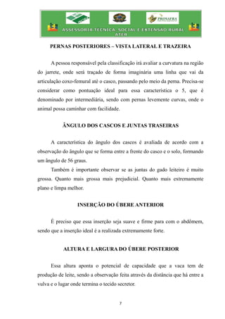 7
PERNAS POSTERIORES – VISTA LATERAL E TRAZEIRA
A pessoa responsável pela classificação irá avaliar a curvatura na região
do jarrete, onde será traçado de forma imaginária uma linha que vai da
articulação coxo-femural até o casco, passando pelo meio da perna. Precisa-se
considerar como pontuação ideal para essa característica o 5, que é
denominado por intermediária, sendo com pernas levemente curvas, onde o
animal possa caminhar com facilidade.
ÂNGULO DOS CASCOS E JUNTAS TRASEIRAS
A característica do ângulo dos cascos é avaliada de acordo com a
observação do ângulo que se forma entre a frente do casco e o solo, formando
um ângulo de 56 graus.
Também é importante observar se as juntas do gado leiteiro é muito
grossa. Quanto mais grossa mais prejudicial. Quanto mais extremamente
plano e limpa melhor.
INSERÇÃO DO ÚBERE ANTERIOR
É preciso que essa inserção seja suave e firme para com o abdômem,
sendo que a inserção ideal é a realizada extremamente forte.
ALTURA E LARGURA DO ÚBERE POSTERIOR
Essa altura aponta o potencial de capacidade que a vaca tem de
produção de leite, sendo a observação feita através da distância que há entre a
vulva e o lugar onde termina o tecido secretor.
 
