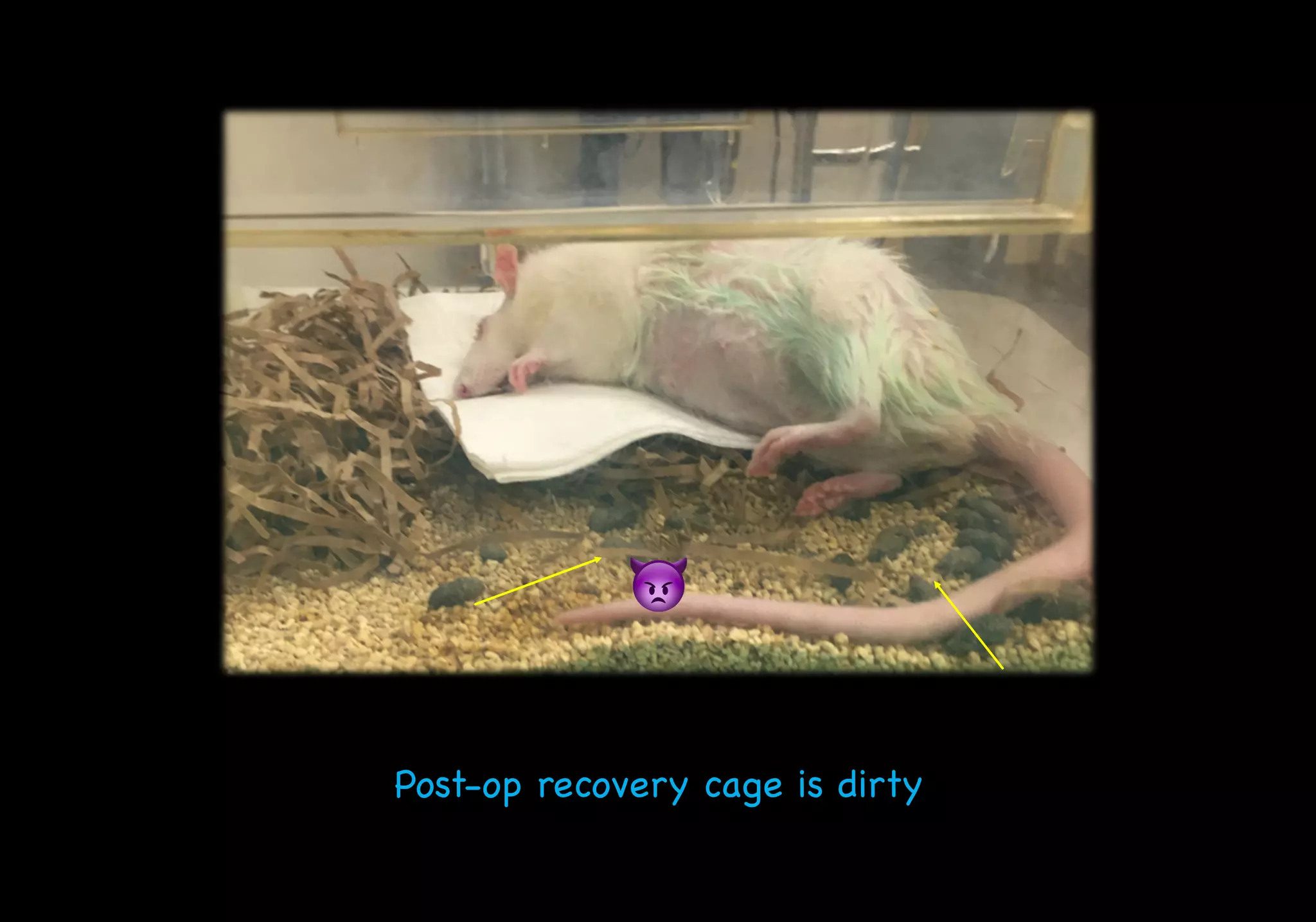 Post-op recovery cage is dirty
👿
 