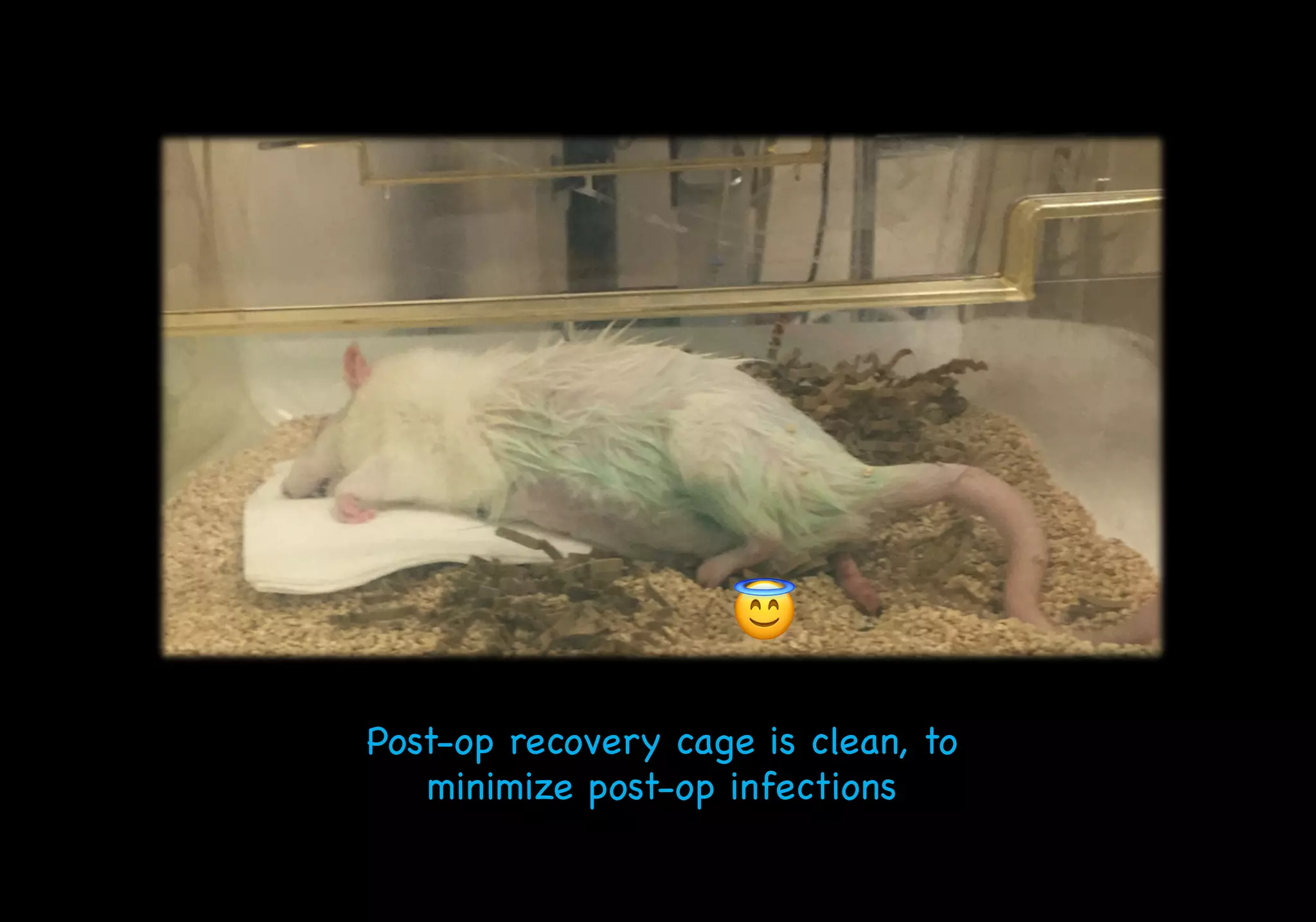 Post-op recovery cage is clean, to
minimize post-op infections
😇
 