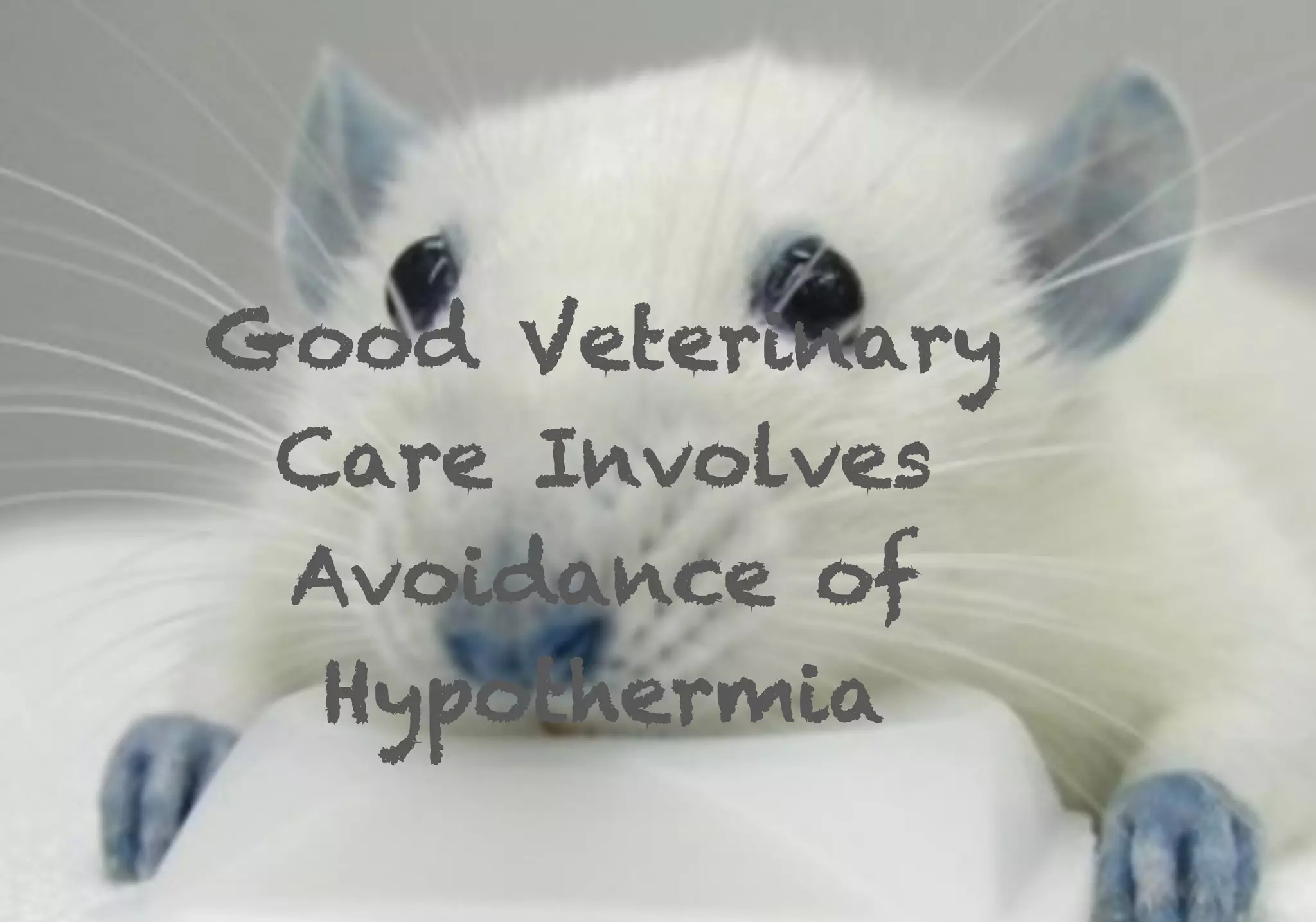 Good Veterinary
Care Involves
Avoidance of
Hypothermia
 