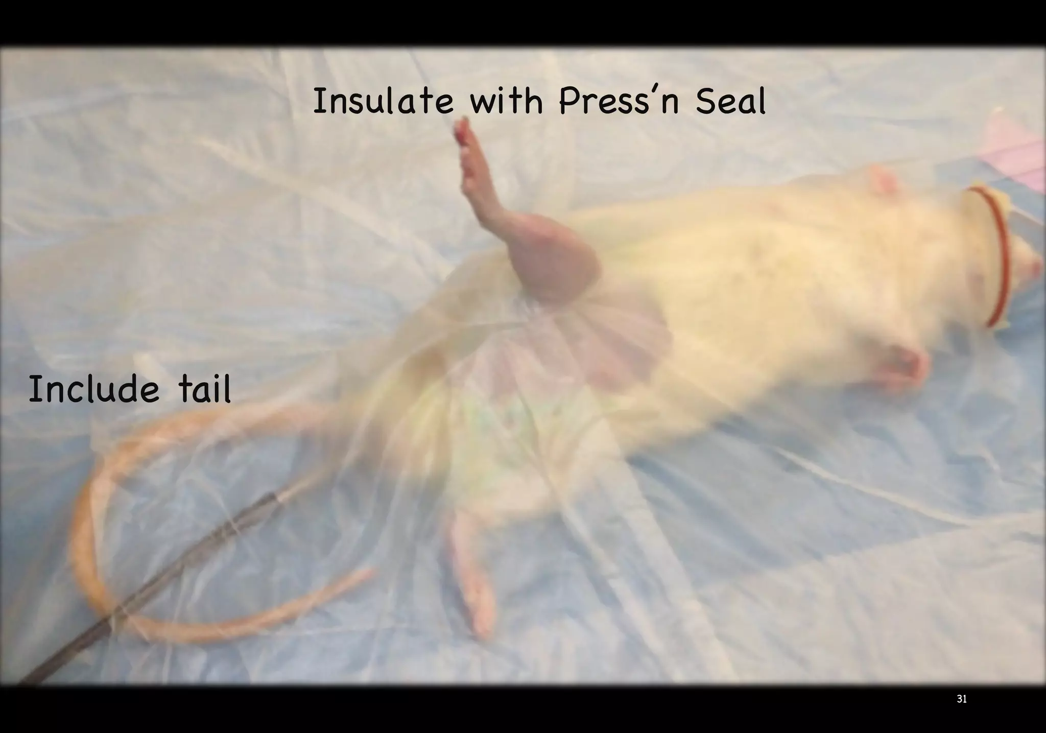 Insulate with Press’n Seal
31
Include tail
 