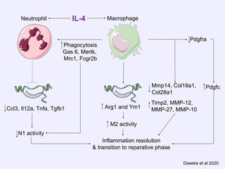 Cardiac Inflammation and Repair Following Myocardial Infarction | PPT