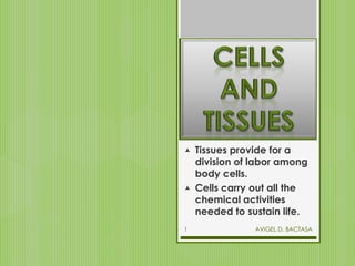  Tissues provide for a
division of labor among
body cells.
 Cells carry out all the
chemical activities
needed to sustain life.
AVIGEL D. BACTASA1
 