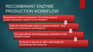RECOMBINANT ENZYME
PRODUCTION WORKFLOW
Recombinant NaR is produced in the Pichia pastoris
protein expression system by fermentation.
Cells are mechanically lysed to release contents. Cell
debris is removed by centrifugation.
One step affinity chromatography purification of the
clarified extract.
Enzyme is stored at -80C until ready for
processing into products.
 