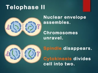 Telophase II
Nuclear envelope
assembles.
Chromosomes
unravel.
Spindle disappears.
Cytokinesis divides
cell into two.

 