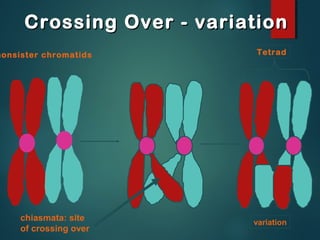 Crossing Over - variation

nonsister chromatids

Tetrad

chiasmata: site
of crossing over

variation

 