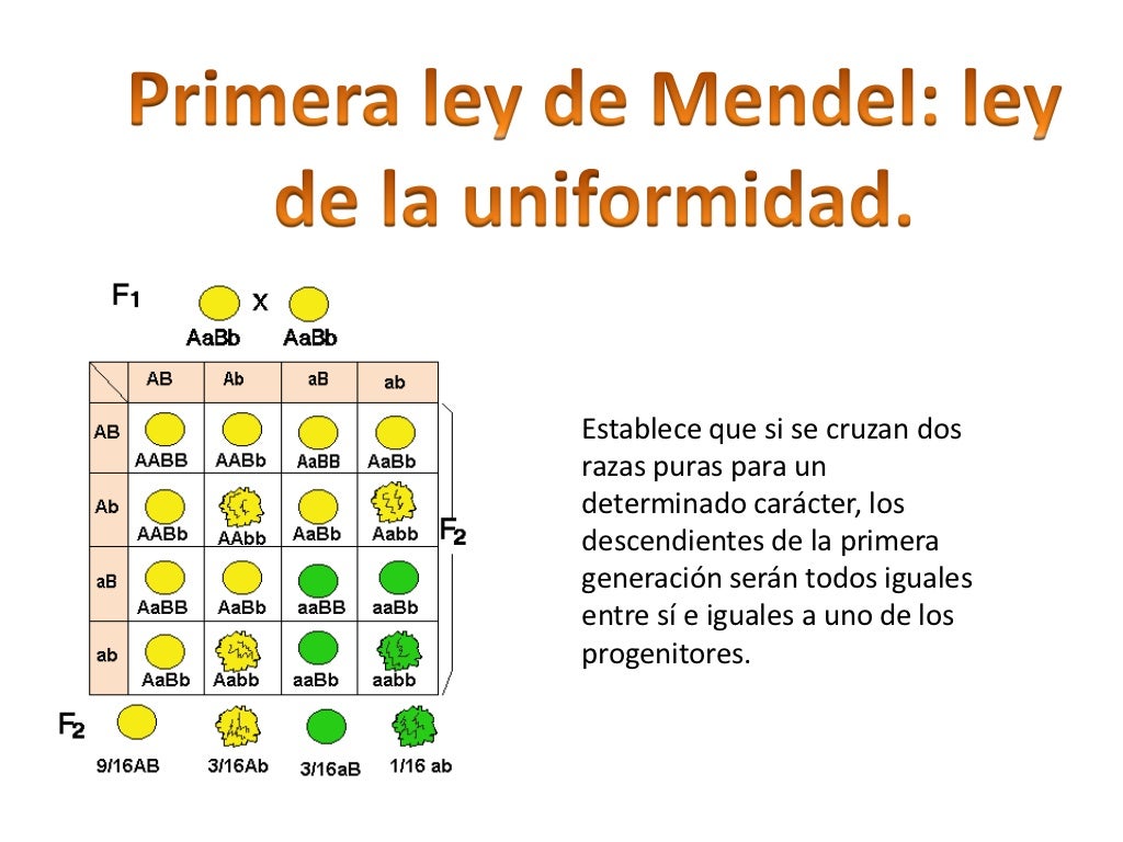 Gregor Mendel.