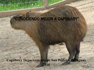 “CONOCIENDO MEJOR A CAPIIBARY”
Capiibary Departamento de San Pedro – Paraguay
2016
 
