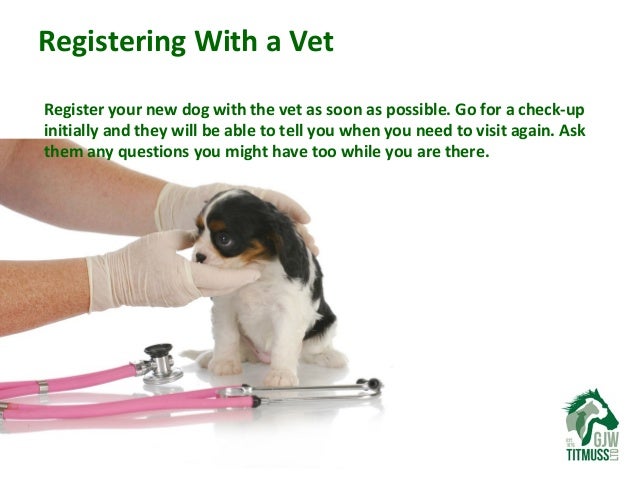 How To Prevent Other Dogs From Getting Kennel Cough How To Prevent Other Dogs From Getting Kennel Cough