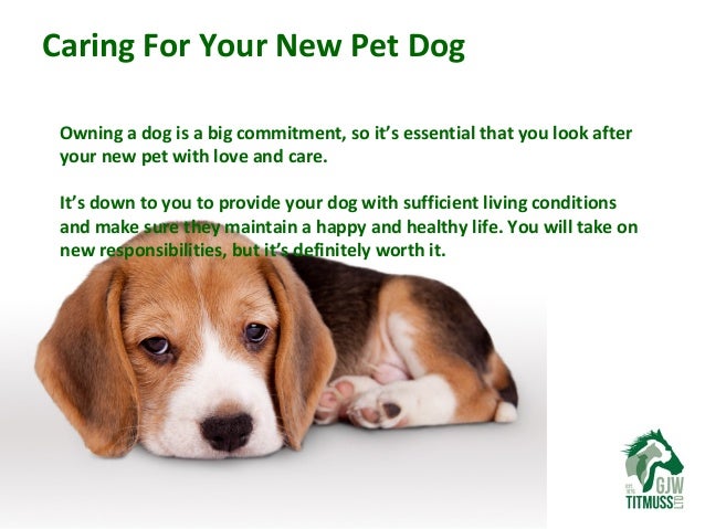How Can Dogs Make You Healthier How Can Dogs Make You Healthier