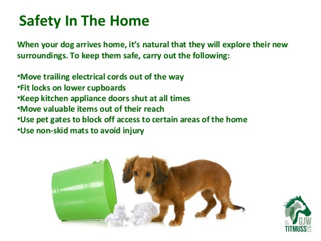 Best Natural Dog Treats For Training Best Natural Dog Treats For Training
