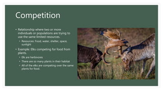 Competition
• Relationship where two or more
individuals or populations are trying to
use the same limited resources.
• Resources: Food, water, shelter, space,
sunlight
• Example: Elks competing for food from
plants.
• Elk are herbivores
• There are so many plants in their habitat
• All of the elks are competing over the same
plants for food.
 