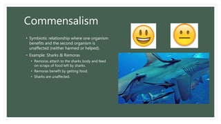 Commensalism
• Symbiotic relationship where one organism
benefits and the second organism is
unaffected (neither harmed or helped).
• Example: Sharks & Remoras
• Remoras attach to the sharks body and feed
on scraps of food left by sharks.
• Remoras benefit by getting food.
• Sharks are unaffected.
 