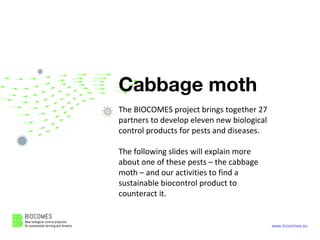 www.biocomes.eu
Cabbage moth
The BIOCOMES project brings together 27
partners to develop eleven new biological
control products for pests and diseases.
The following slides will explain more
about one of these pests – the cabbage
moth – and our activities to find a
sustainable biocontrol product to
counteract it.
 