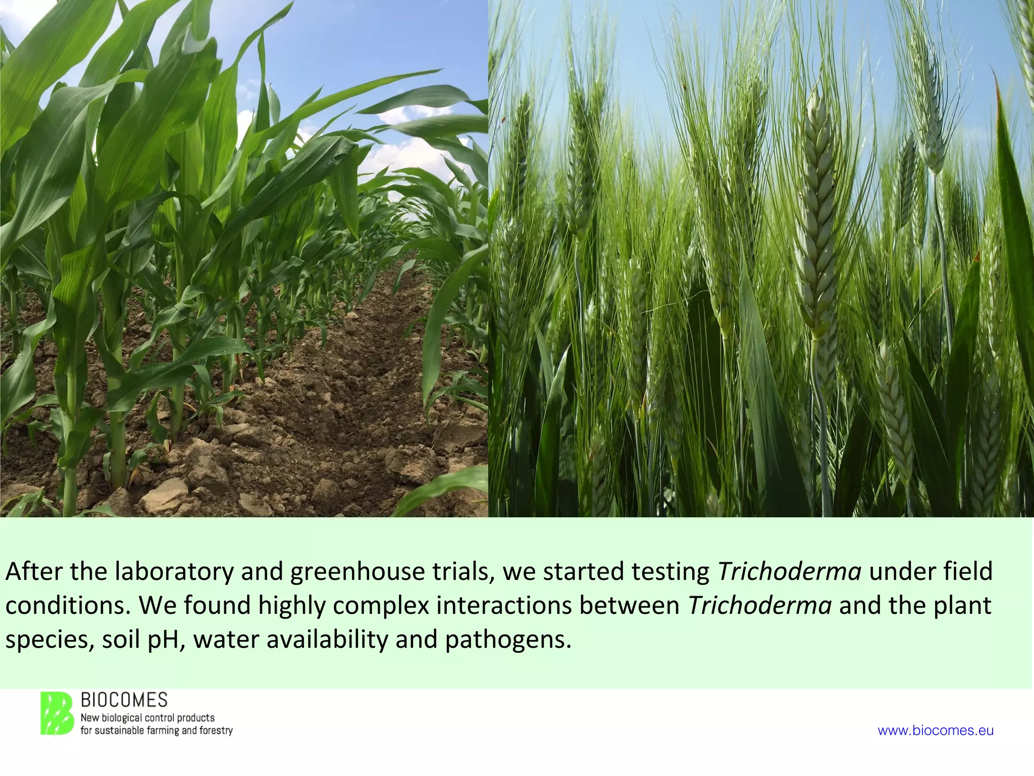 www.biocomes.eu
After the laboratory and greenhouse trials, we started testing Trichoderma under field
conditions. We found highly complex interactions between Trichoderma and the plant
species, soil pH, water availability and pathogens.
 