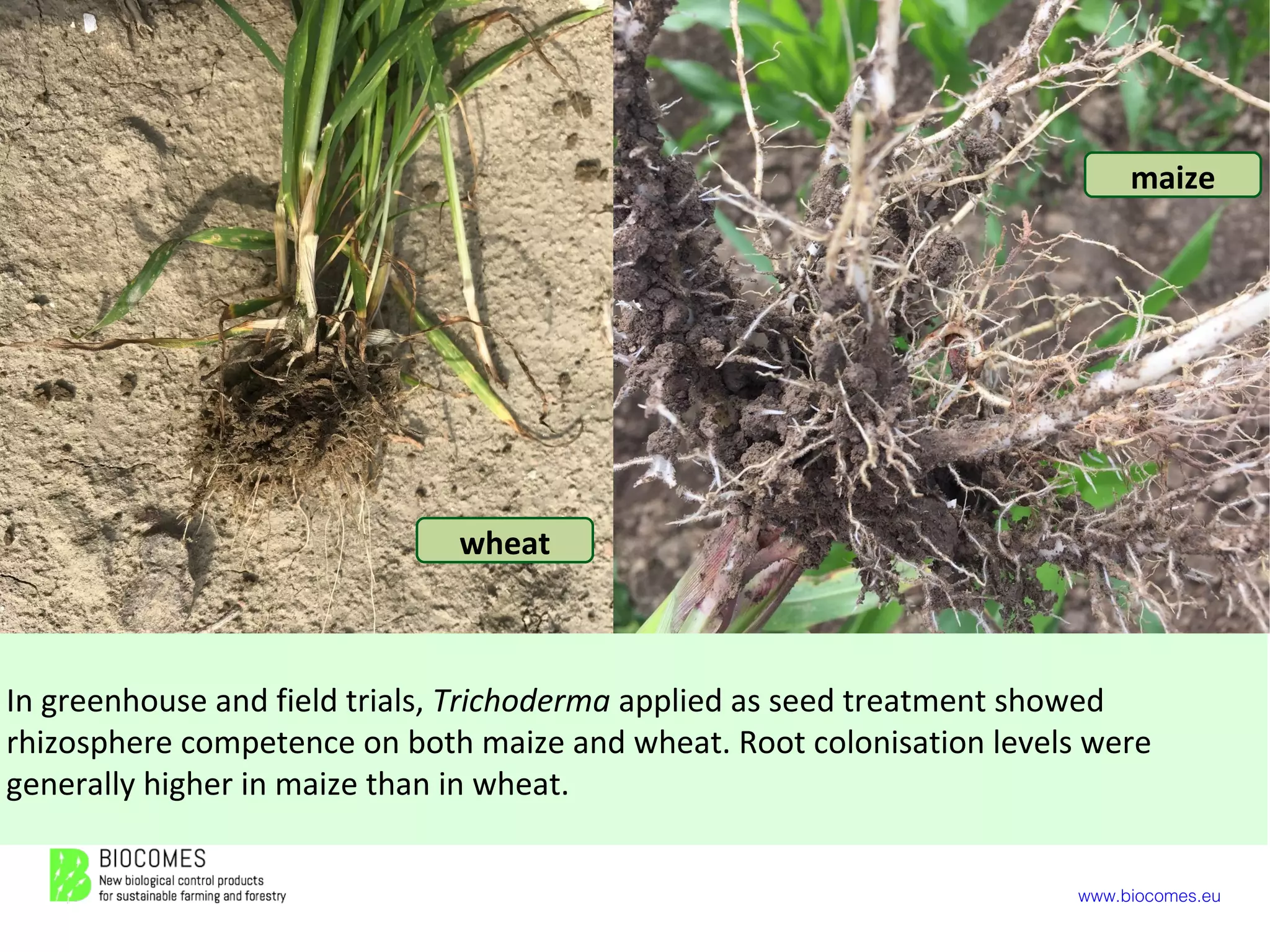 www.biocomes.eu
In greenhouse and field trials, Trichoderma applied as seed treatment showed
rhizosphere competence on both maize and wheat. Root colonisation levels were
generally higher in maize than in wheat.
wheat
maize
 