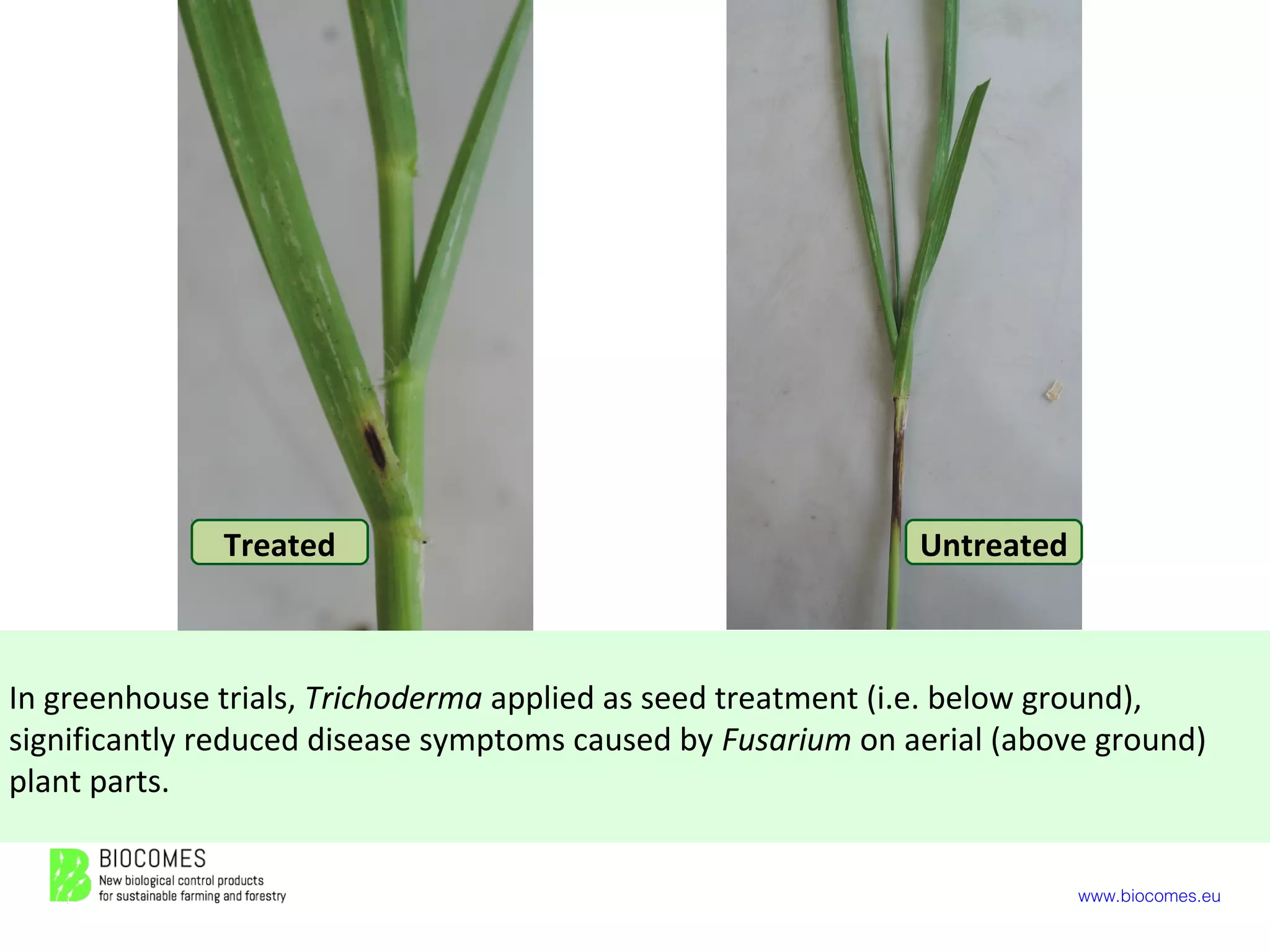 www.biocomes.eu
In greenhouse trials, Trichoderma applied as seed treatment (i.e. below ground),
significantly reduced disease symptoms caused by Fusarium on aerial (above ground)
plant parts.
Treated Untreated
 