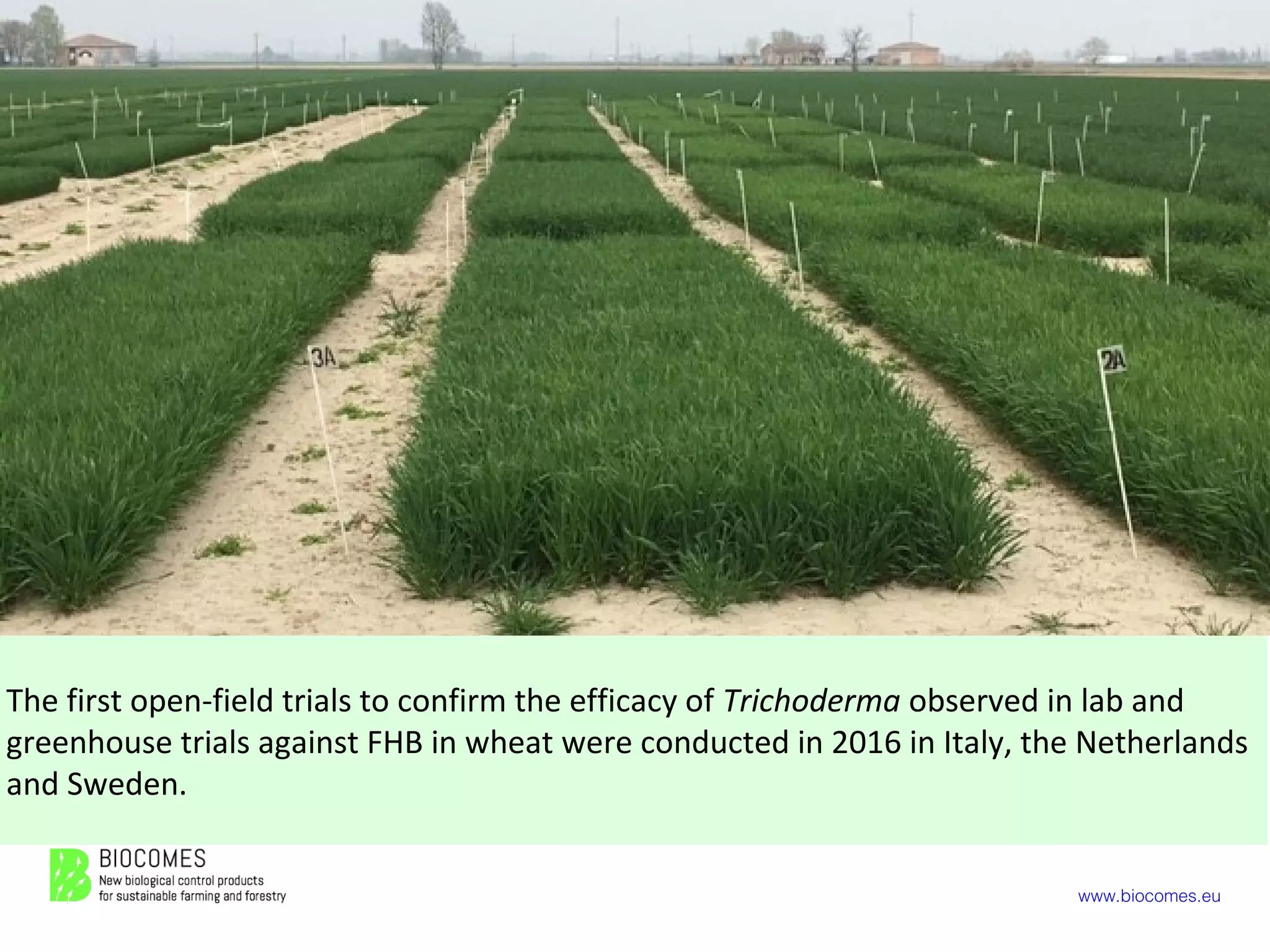 www.biocomes.eu
The first open-field trials to confirm the efficacy of Trichoderma observed in lab and
greenhouse trials against FHB in wheat were conducted in 2016 in Italy, the Netherlands
and Sweden.
 