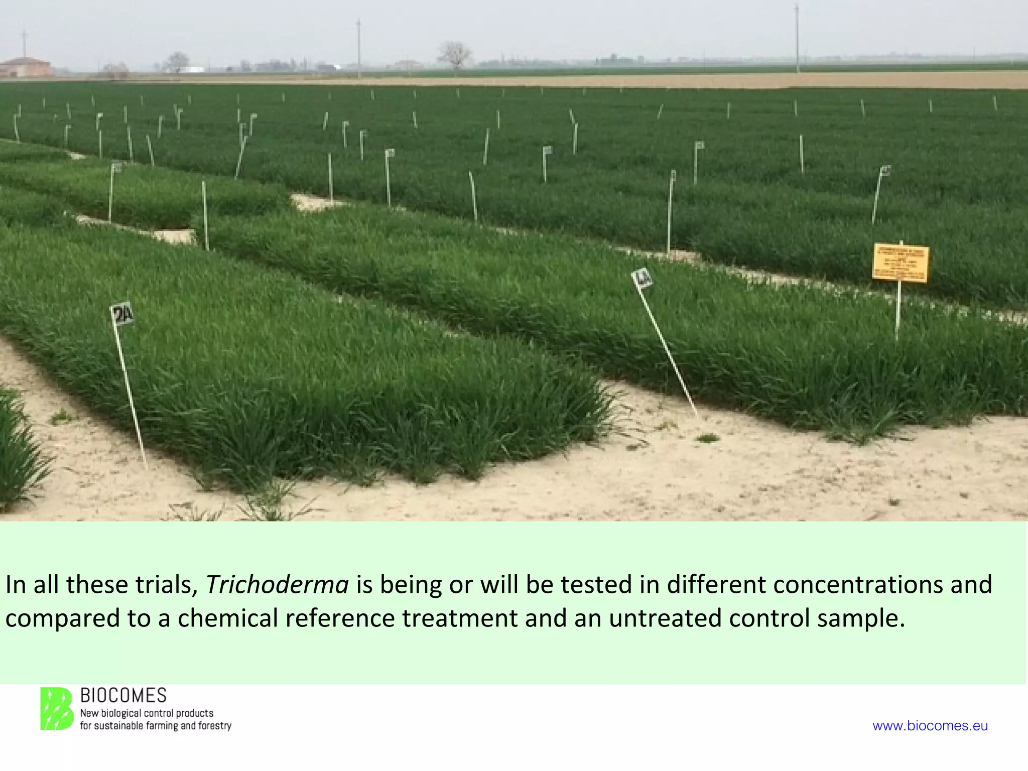 www.biocomes.eu
In all these trials, Trichoderma is being or will be tested in different concentrations and
compared to a chemical reference treatment and an untreated control sample.
 