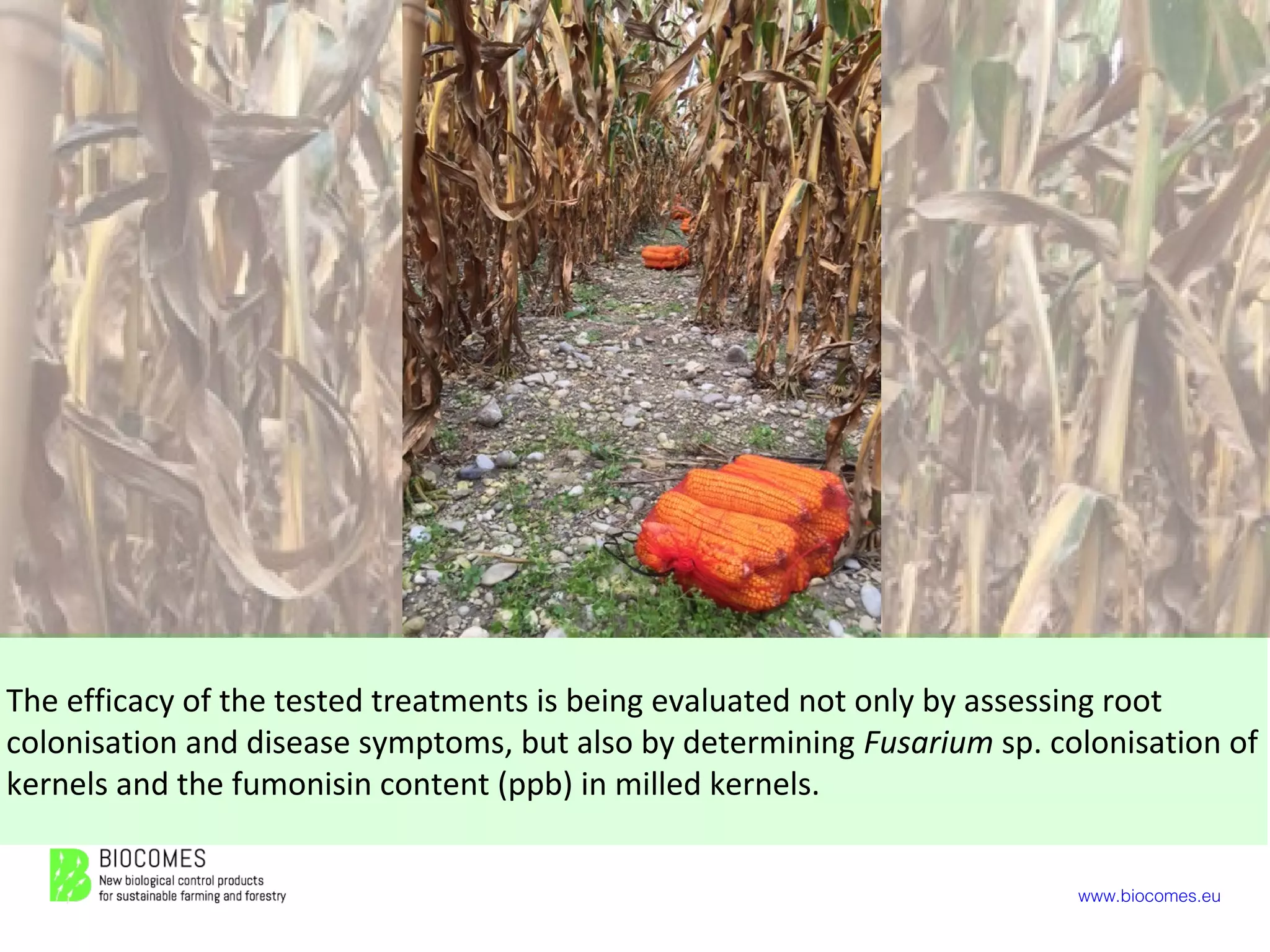 www.biocomes.eu
The efficacy of the tested treatments is being evaluated not only by assessing root
colonisation and disease symptoms, but also by determining Fusarium sp. colonisation of
kernels and the fumonisin content (ppb) in milled kernels.
 