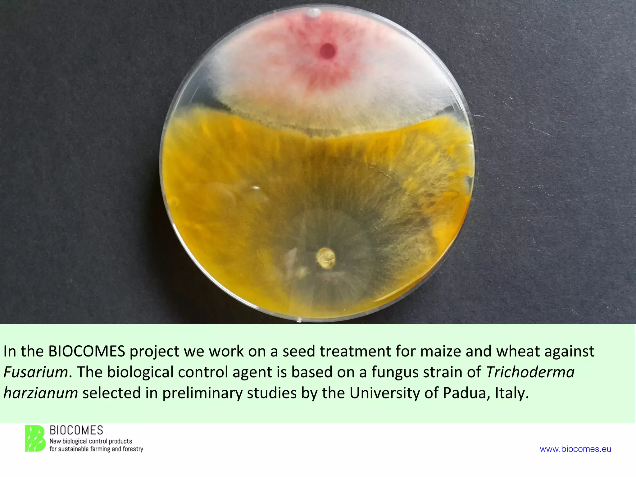 www.biocomes.eu
In the BIOCOMES project we work on a seed treatment for maize and wheat against
Fusarium. The biological control agent is based on a fungus strain of Trichoderma
harzianum selected in preliminary studies by the University of Padua, Italy.
 