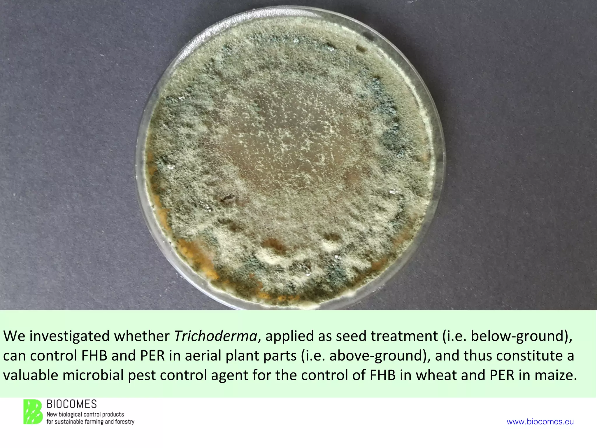 www.biocomes.eu
We investigated whether Trichoderma, applied as seed treatment (i.e. below-ground),
can control FHB and PER in aerial plant parts (i.e. above-ground), and thus constitute a
valuable microbial pest control agent for the control of FHB in wheat and PER in maize.
Foto: G. Barloggio
 