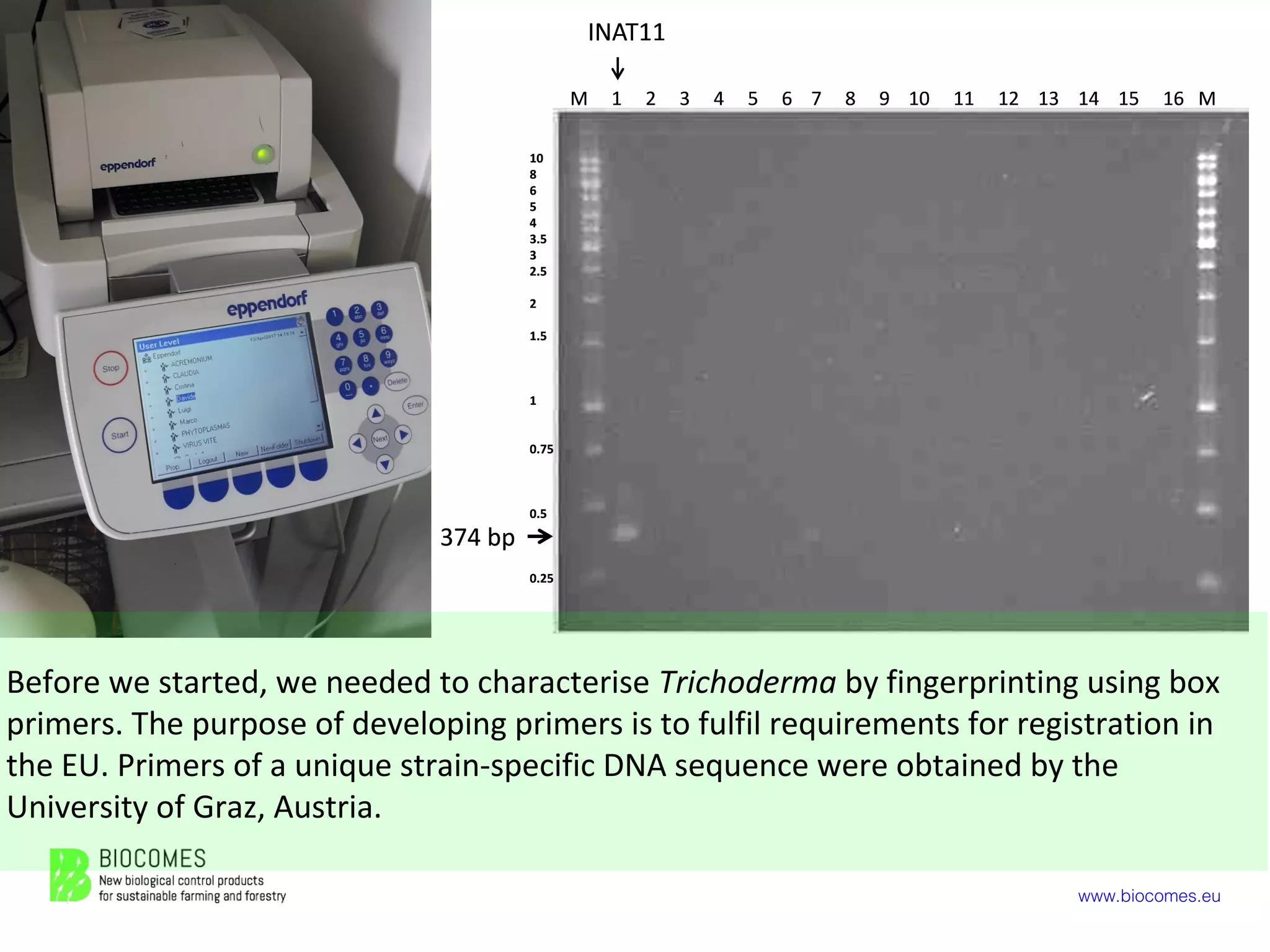 www.biocomes.eu
Before we started, we needed to characterise Trichoderma by fingerprinting using box
primers. The purpose of developing primers is to fulfil requirements for registration in
the EU. Primers of a unique strain-specific DNA sequence were obtained by the
University of Graz, Austria.
 
