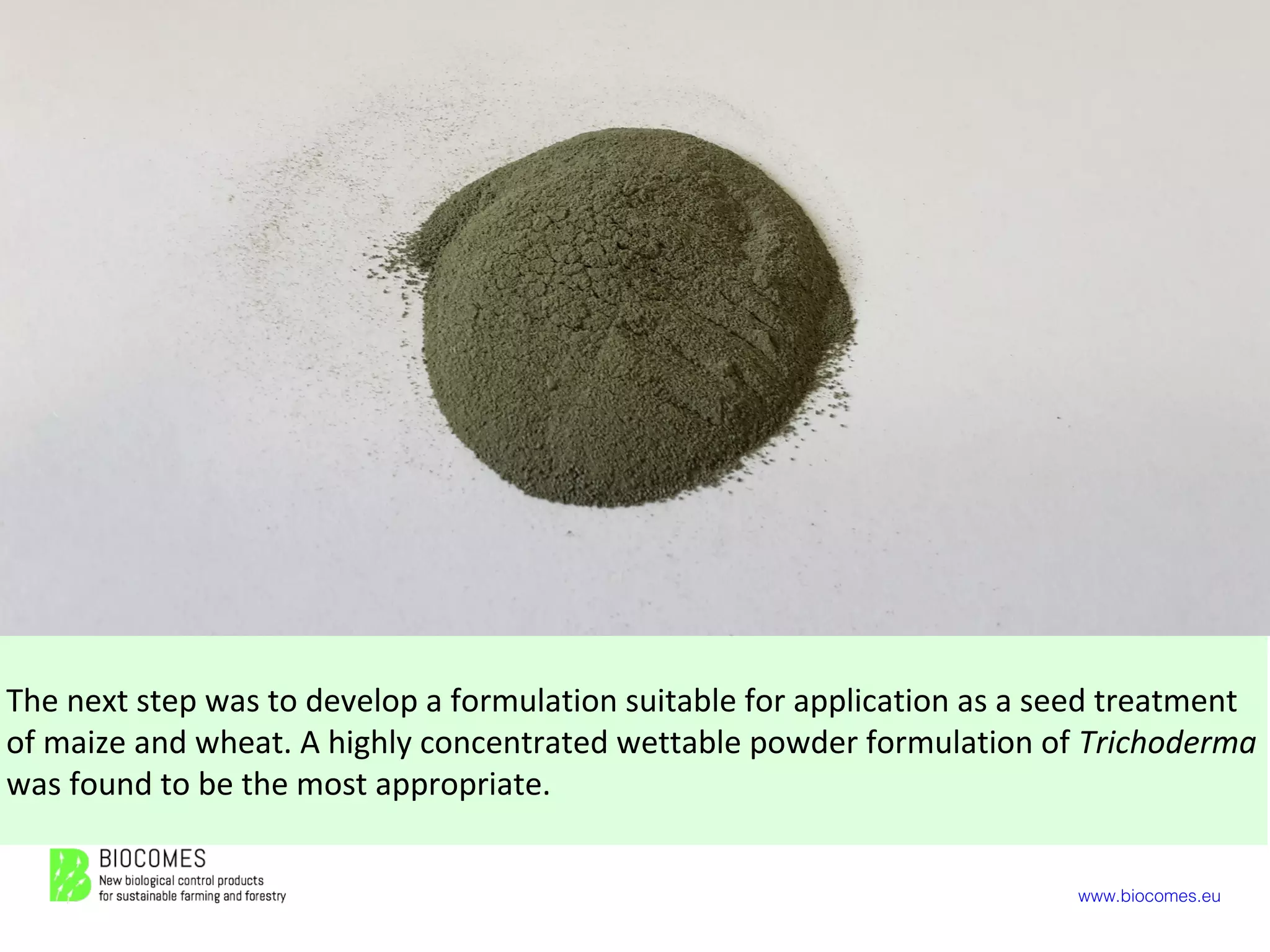 www.biocomes.eu
The next step was to develop a formulation suitable for application as a seed treatment
of maize and wheat. A highly concentrated wettable powder formulation of Trichoderma
was found to be the most appropriate.
 