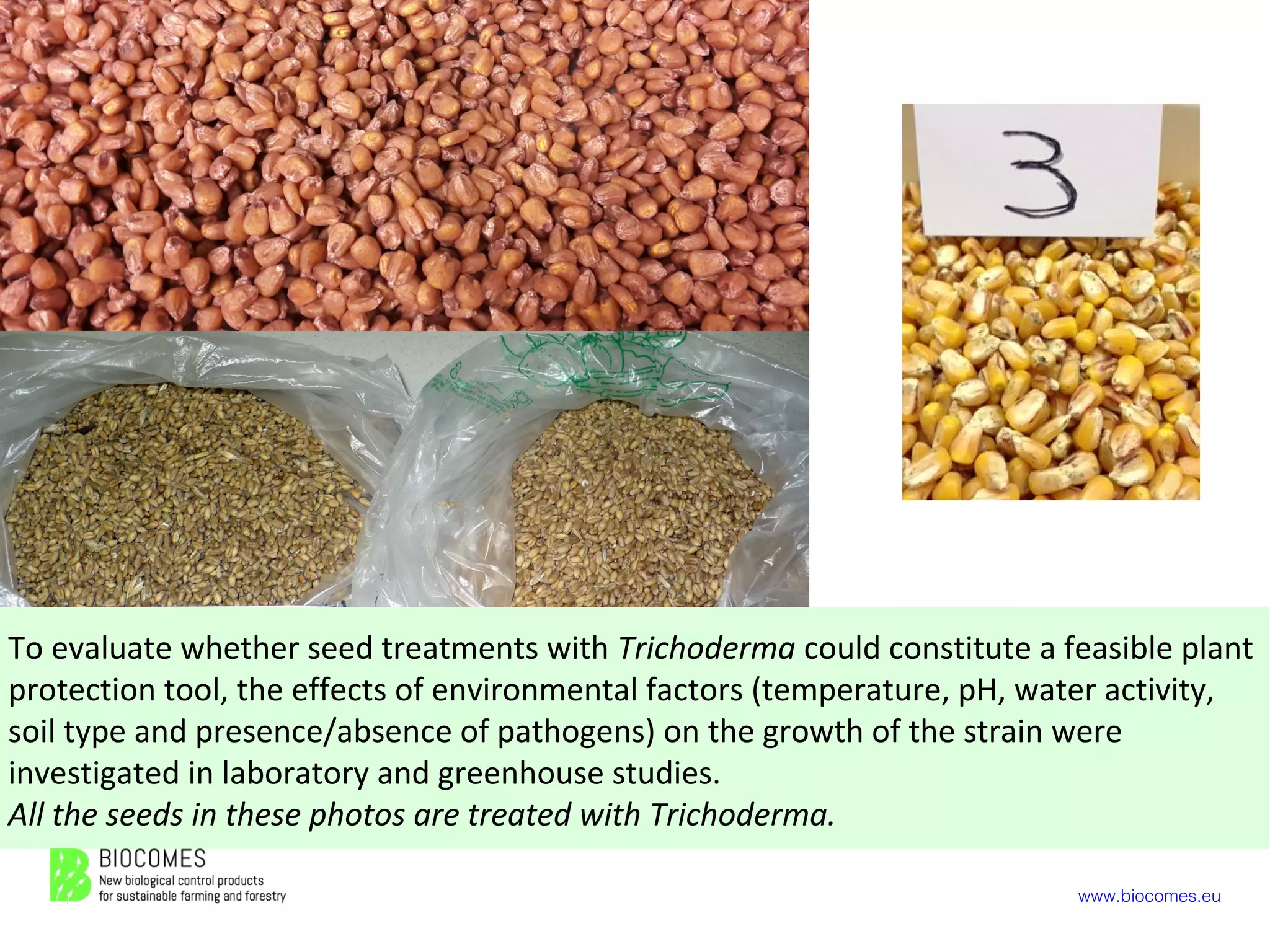 www.biocomes.eu
To evaluate whether seed treatments with Trichoderma could constitute a feasible plant
protection tool, the effects of environmental factors (temperature, pH, water activity,
soil type and presence/absence of pathogens) on the growth of the strain were
investigated in laboratory and greenhouse studies.
All the seeds in these photos are treated with Trichoderma.
 