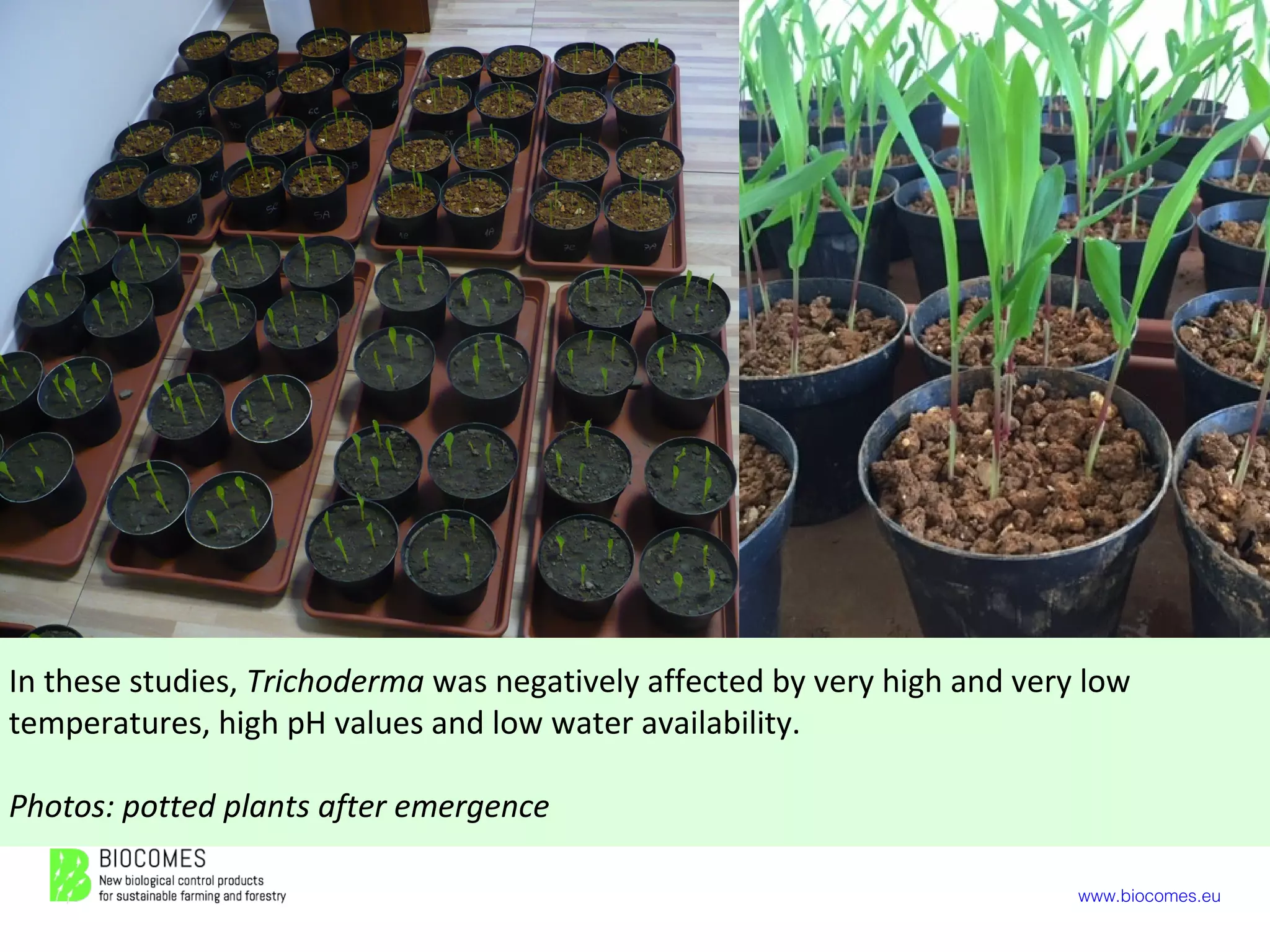www.biocomes.eu
In these studies, Trichoderma was negatively affected by very high and very low
temperatures, high pH values and low water availability.
Photos: potted plants after emergence
 