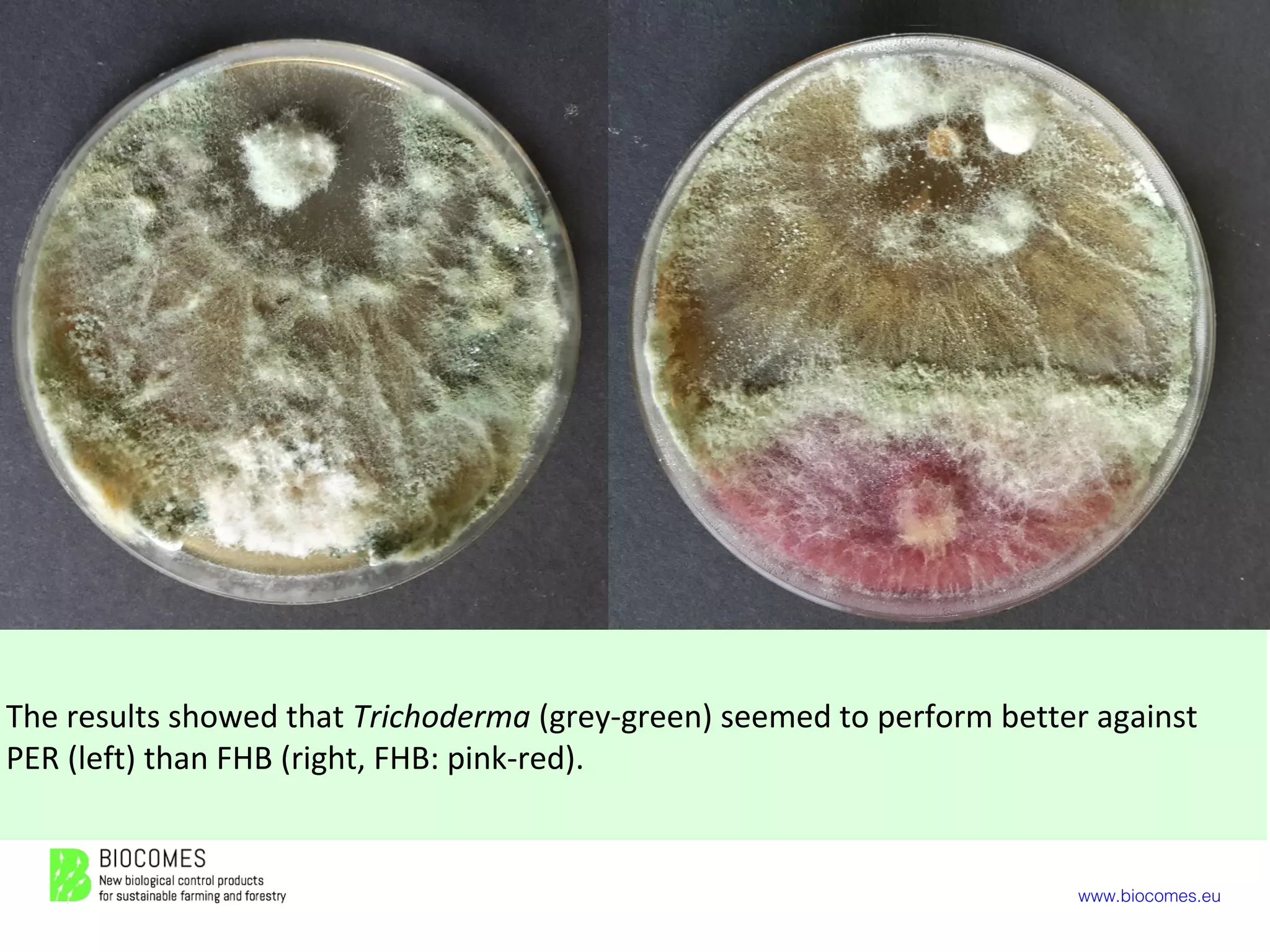 www.biocomes.eu
The results showed that Trichoderma (grey-green) seemed to perform better against
PER (left) than FHB (right, FHB: pink-red).
 