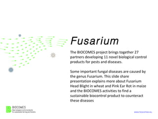 www.biocomes.eu
Fusarium
The BIOCOMES project brings together 27
partners developing 11 novel biological control
products for pests and diseases.
Some important fungal diseases are caused by
the genus Fusarium. This slide share
presentation explains more about Fusarium
Head Blight in wheat and Pink Ear Rot in maize
and the BIOCOMES activities to find a
sustainable biocontrol product to counteract
these diseases
 