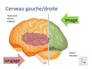 Cerveau gauche/droite
 •Texte écrit
 •Raison
 •Logique               image




                         •Vision
                         •Émotion

langage
 