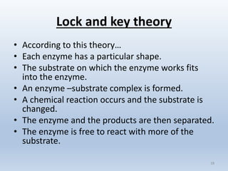 Lock and key theory
• According to this theory…
• Each enzyme has a particular shape.
• The substrate on which the enzyme works fits
into the enzyme.
• An enzyme –substrate complex is formed.
• A chemical reaction occurs and the substrate is
changed.
• The enzyme and the products are then separated.
• The enzyme is free to react with more of the
substrate.
18
 