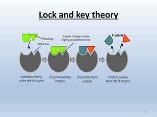 Lock and key theory
19
 