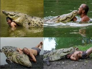 1,000 pound, 17 foot croc
26
 