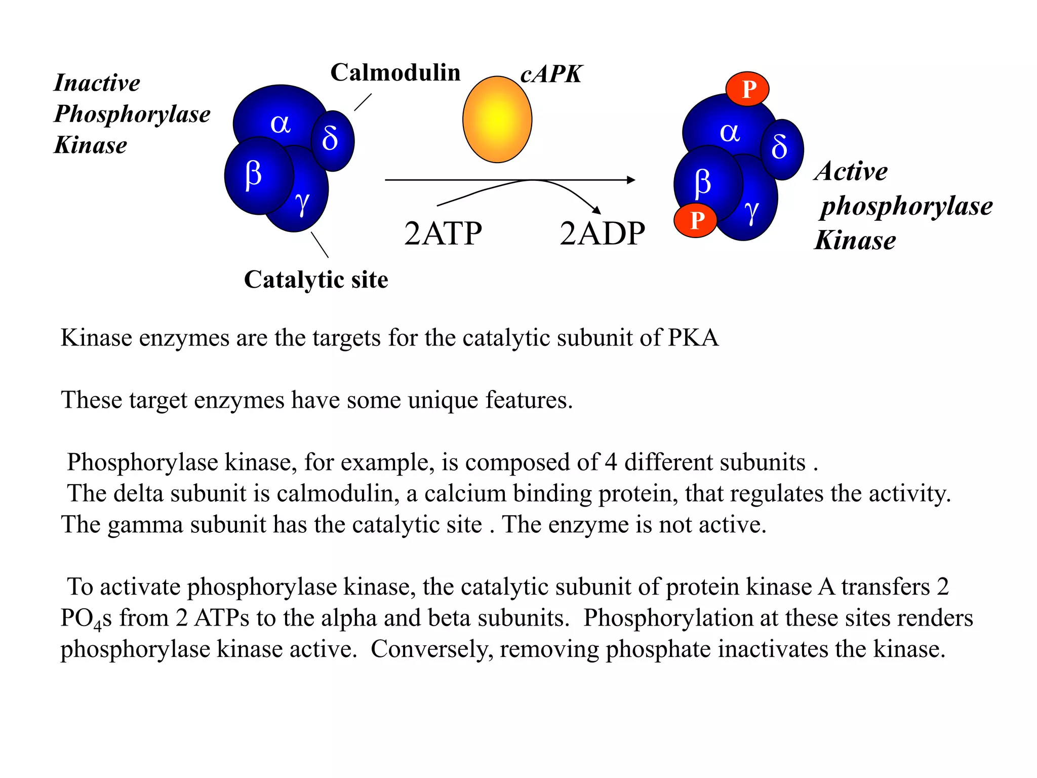 Slideshare second messengers aj | PPTX