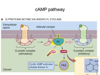 cAMP-dependent Protein Kinase A
C
R R
C
+ 4 cAMP
C
C R
R
cAMP
cAMP
cAMP
cAMP
+
The catalytic subunit is
now free to attack...