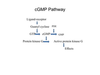 • cGMP Pathway in phototransduction
cGMP Pathway
 